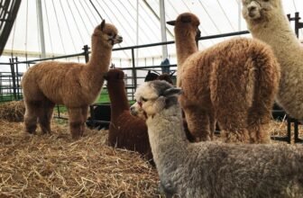 Scientists Locate A Potential and Likely Treatment for Cancer Disease In… Alpacas
