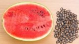 17 Benefits Of Watermelon Seeds For Health, Skin And Hair